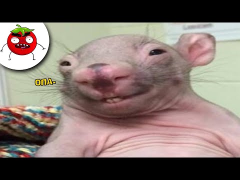 Видео: ЗАСМЕЯЛСЯ ПОДПИСАЛСЯ | Тест на Психику Челендж | ЛУЧШИЕ ПРИКОЛЫ 2024 года | УГАР #67