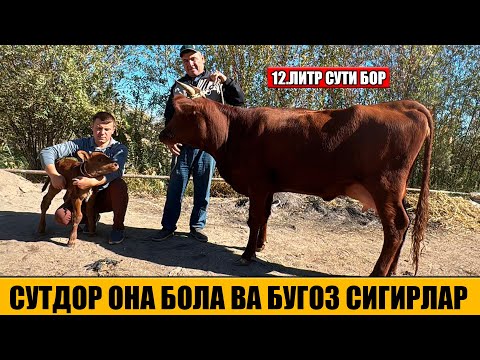 Видео: СУТДОР ОНА БОЛА ВА БУГОЗ СИГИРЛАР ЗУРЛАРИ  07-10-2025