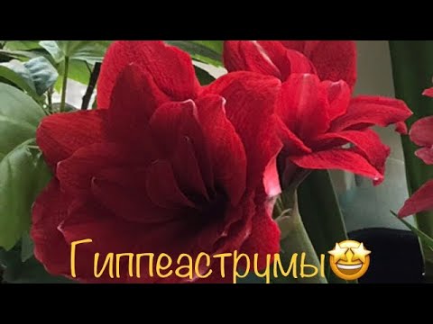 Видео: Гиппеаструмы (Амариллисы). Чистка. Обработки. Посадка. 24.03.23