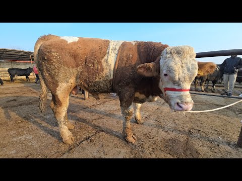 Видео: МОЛБОЗОРИ ХУЧАНД  ШАНБЕ БОЗОР ТОЖИКИСТОН #shorts