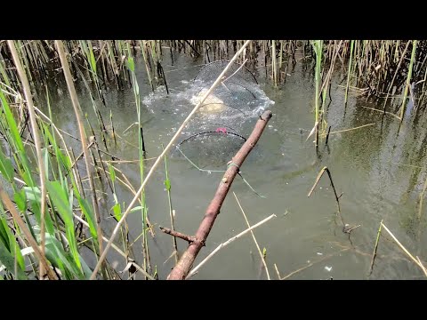 Видео: Рыбалка на верши (ятеря, морды) в камышах!!!