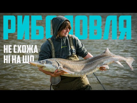 Видео: Осетер 24 кг! Осіння риболовля у Львівській області