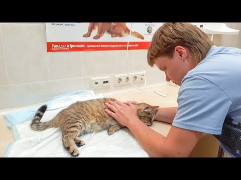 Видео: Ночью спасаем кошку с травмой головы Нам было страшно такое увидеть help the cat need now.avi