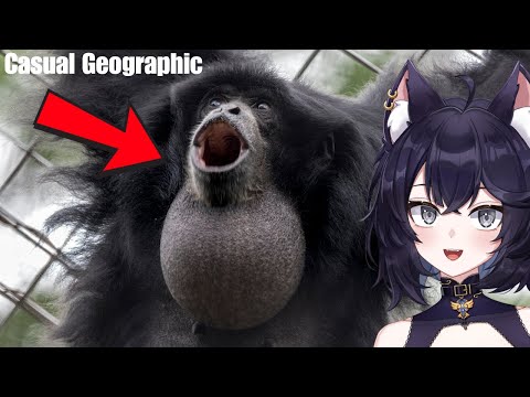 Видео: Биолог РЕАКЦИЯ на самое смешное животное на Земле | Casual Geographic