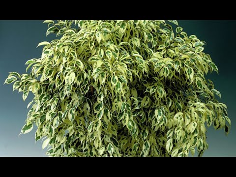 Видео: ФИКУС БЕНДЖАМИНА: УХОД В ДОМАШНИХ УСЛОВИЯХ. ВСЕ СЕКРЕТЫ ПЫШНОЙ КРОНЫ И ЗДОРОВЫХ КРАСИВЫХ ЛИСТЬЕВ!