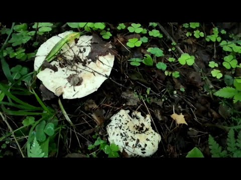 Видео: Белые грузди. Каждый год растут на одном месте