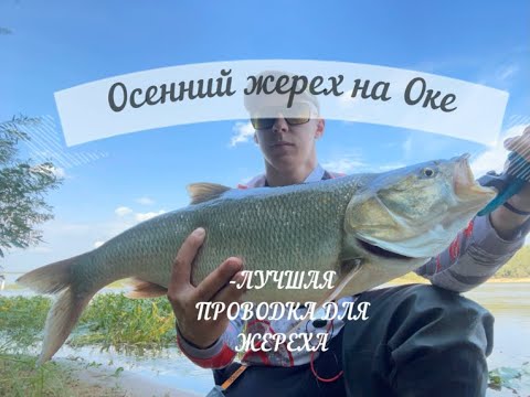 Видео: Осенний жерех на Оке! О такой рыбалке можно только мечтать. Лучшая проводка для жереха.