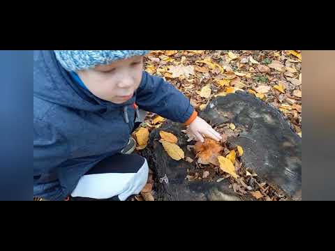 Видео: ВНУЧОК ПРИГЛАСИЛ БАБУШКУ ПО ГРИБЫ 