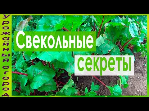 Видео: ТОНКОСТИ ВЫРАЩИВАНИЯ СВЕКЛЫ!!!КАК УЛУЧШИТЬ ВКУС И ЛЕЖКОСТЬ!!!