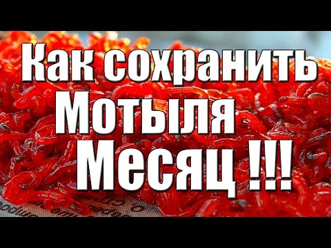 Видео: Как хранить мотыля