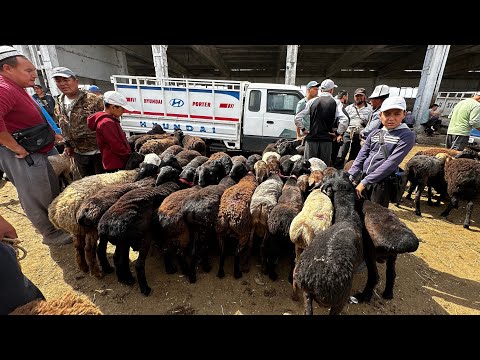 Видео: КОЙЛОР АРЗАН БОЛДУ КОЗУ ТЕРЕЛИ ЭМИ 🤯 #horse