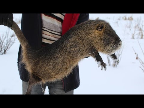 Видео: ШАШЛЫК из НУТРИИ и ВКУСНЫЙ МАРИНАД ДЛЯ НУТРИИ.
