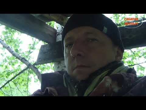 Видео: Солонец для копытных. Лабаз на дереве. Хроники июньской тайги!