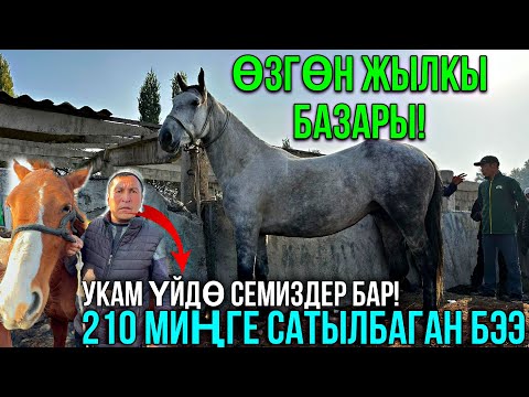 Видео: КУЛУН ТАЙЛАР БЭЭ БАЙТАЛДАР ТОЛДУ ӨЛДҮ ӨЛДҮ БОЛДУ 🤯 #байтв