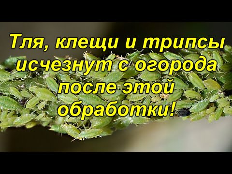 Видео: Забудьте про тлю, паутинного клеща и трипсов! Совершенно безвредный и надёжный способ!