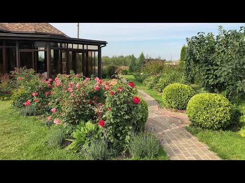 Видео: Панорамная экскурсия по саду. Обзор клумб.Цветут розы, лаванда, котовник …