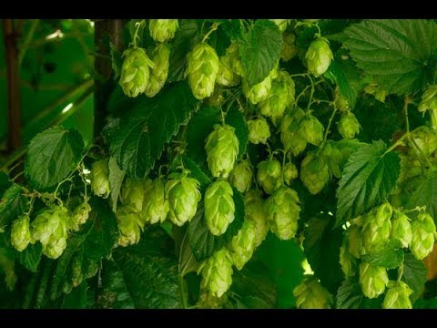 Видео: выращиваем ароматный хмель для пива №1