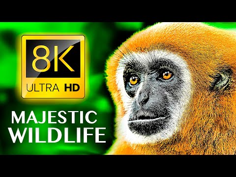 Видео: ВЕЛИЧЕСТВЕННАЯ ДИКАЯ ЖИЗНЬ 8K ULTRA HD — самые красивые животные в мире с РЕАЛЬНЫМИ ЗВУКАМИ