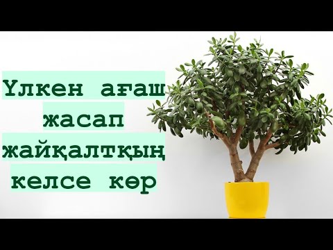 Видео: АҚША,ТОЛСТЯНКА гүлін АҒАШ жасап өсіру/2әдісті қолдан❗️