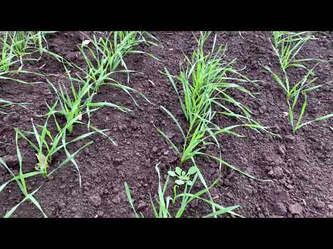 Видео: Озимая пшеница Алексеич. Семенной участок. Супер Элита ОС. 03.11.2021. T.me/fugustim