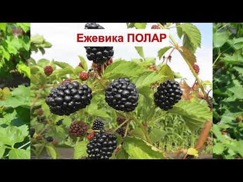 Видео: ЕЖЕВИКА ПОЛАР - ВКУСНЫЙ сорт БЕЗ ШИПОВ. Морозостойкая  ЯГОДА. ОПИСАНИЕ СОРТА, характеристики ОТЗЫВЫ