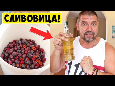 Видео: Самогон из СЛИВЫ / Сливовица / Очень Простой и Быстрый Рецепт!!!