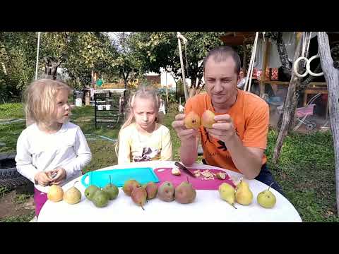 Видео: 12 сентября 2021.Дегустация груш.Просто Мария, Осенняя Яковлева, Ника, Маисян, Мнаморная.