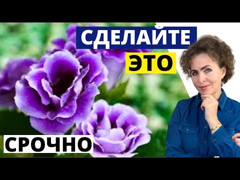 Видео: ГЛОКСИНИЯ: это нужно срочно сделать