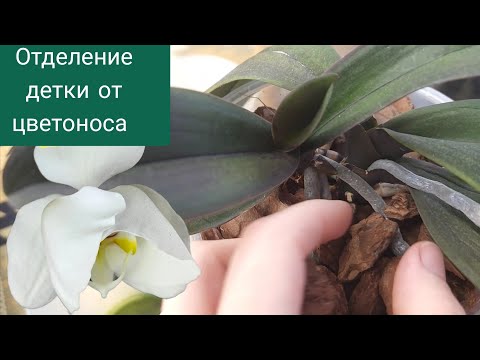 Видео: Отделение деток Урал и Сплит от цветоноса, посадка в закрытую систему. Орхоновинки💜