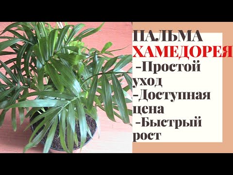 Видео: ХАМЕДОРЕЯ.Как ухаживать,чтоб быстро росла!Как часто поливать/как размножить/какой горшок подобрать.