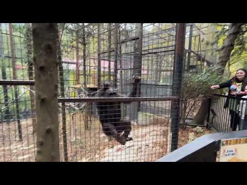 Видео: Шимпанзе Джим устроил КОНЦЕРТ. И развеселил всех посетителей!