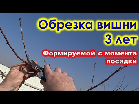 Видео: ОБРЕЗКА молодой ВИШНИ 3 лет. ФОРМИРОВКА компактной КРОНЫ.