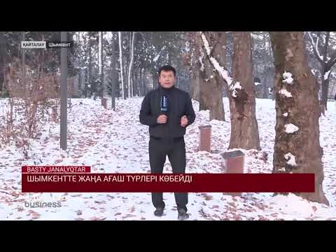 Видео: ШЫМКЕНТТЕ ЖАҢА АҒАШ ТҮРЛЕРІ КӨБЕЙДІ