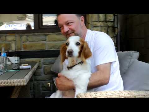 Видео: Епаньол Бретон! Семинара за ловни кучета и киноложката изложба в Бургас!