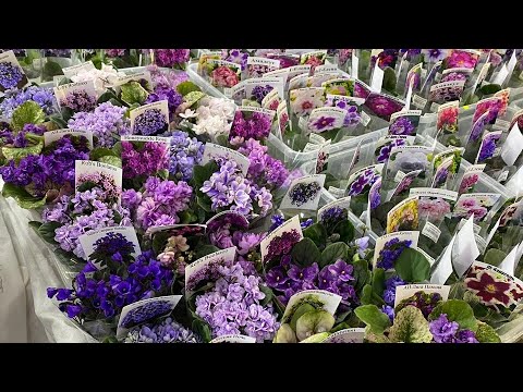 Видео: Фиалки. Новинки моей коллекции. Обзор новинок.