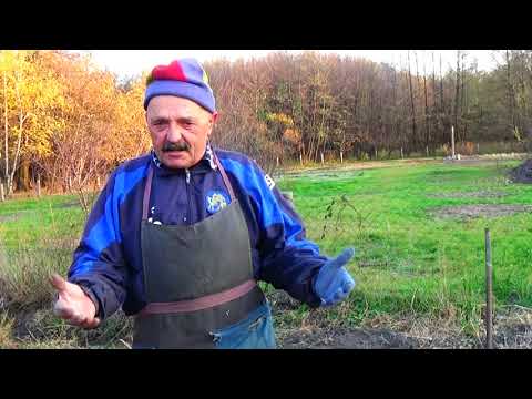 Видео: Малина  осенью:  без выполнения этих видов работ не будет  хорошего будущего урожая!