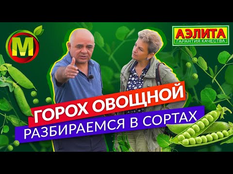 Видео: Обзор сортов гороха овощного. Полный обзор семян гороха.