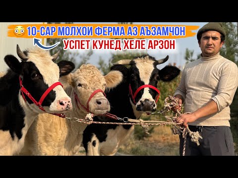 Видео: ШОК 😳10-САР МОЛҲОИ ФЕРМА АРЗОН УСПЕТ КУНЕД 10 ноября 2025 г.