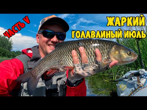 Видео: Жаркий голавлиный июль, часть 5, или голавль после грозы