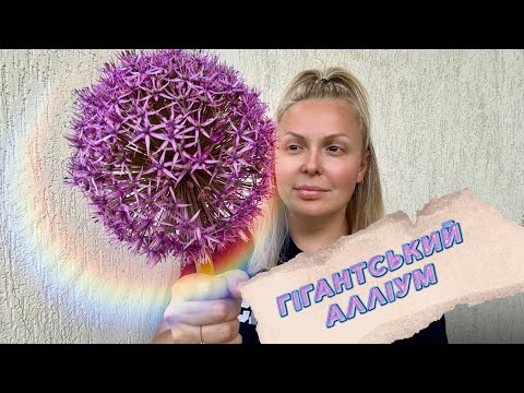 Видео: Огляд найбільших Алліумів. Гігантський Алліум