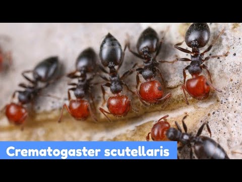 Видео: Распаковка посылки с муравьями.Новые муравьи на канале.Crematogaster scutellaris