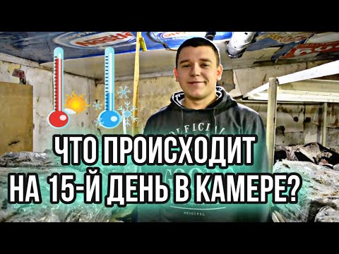 Видео: 15-й день в грибнице. Как мы справлялись с температурой. Дальнейшие планы. Выращивание шампиньонов!