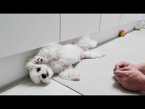 Видео: Щенок, который живет и делает все, что хочет.