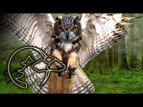 Видео: Релакс музыка, Романтическая КРАСИВАЯ РАССЛАБЛЯЮЩАЯ, ДЛЯ СПОКОЙСТВИЯ И СНА, Relax music #32