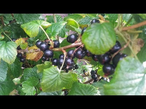 Видео: Мармеладное время.Смородина.Ликер.Варенье .