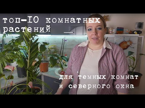 Видео: Тенелюбивые растения для северной стороны и темных комнат