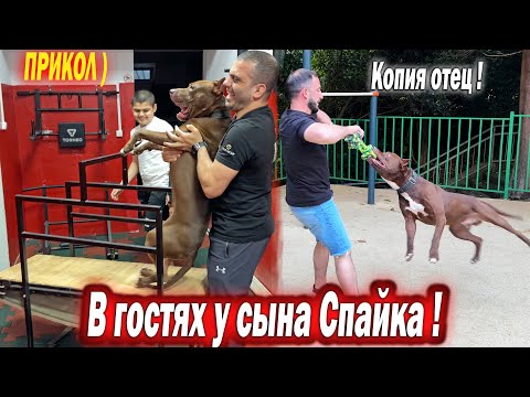 Видео: Приехали за беговой дорожкой в Адлер ! Питбуль Роки сын Спайка! Угарный забег Роки по дорожке. Тенис
