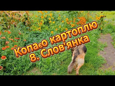 Видео: Копаємо картоплю. 8. Слов'янка.