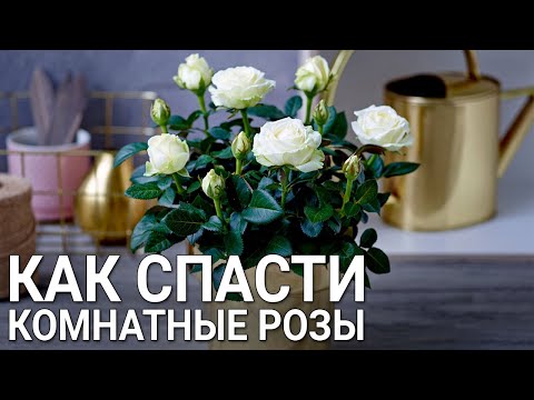 Видео: Как спасти комнатные розы