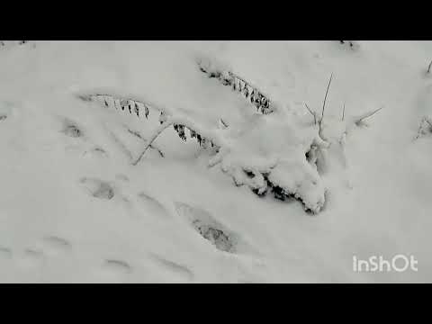Видео: За соболем в Горную Шорию.
